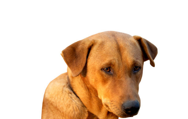 istock Red male dog  isolated  white background for both printing and web pages with cut path and alpha channel 1781948529