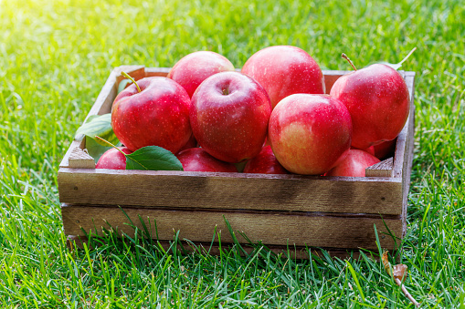 Wooden box with fresh red apples on the green lawn