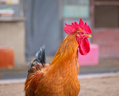 close up of a bald and sick chicken head in profile view