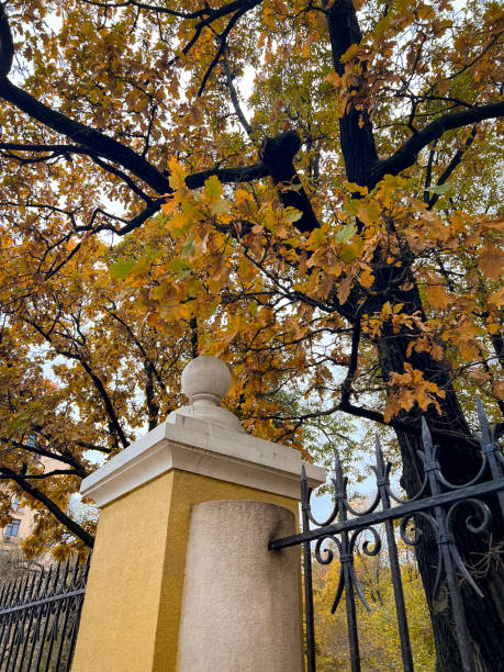 istock A forged fence and an oak tree with orange foliage 1781955259