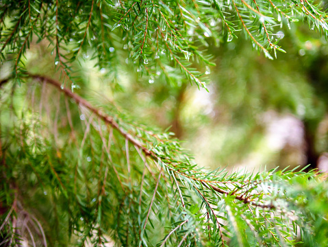 Abstract background of a  green pine tree Christmas natural bokeh, Beautiful abstract natural background. Defocused blurry sunny foliage of green pine trees Christmas background.