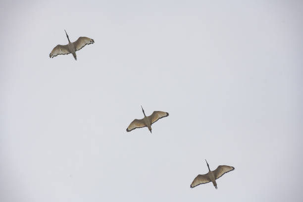 Bottom view up to three African Sacred Ibis birds flying together in a line formation.
