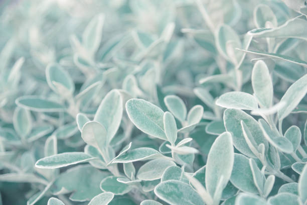 Close up of an ornamental evergreen bush in pale emerald or mint colors. Brachyglottis Sunshine, also called daisy bush, is a silver-grey leaved shrub member of the large Asteraceae family, native to New Zealand. Popularly chosen for new developments.