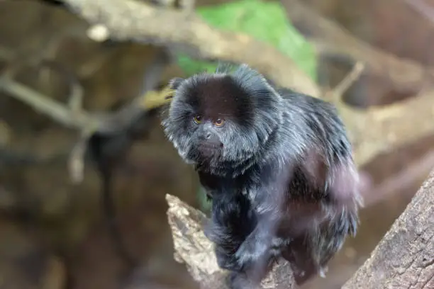 Goeldi's Marmoset or Goeldi's Monkey, Callimico goeldii, dark monkey in the nature habitat, green forest in background, national park in Peru.