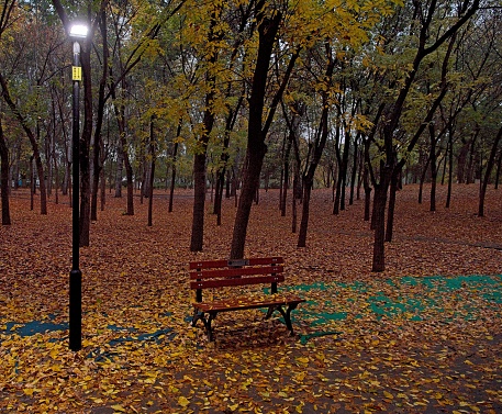 Beautiful metal wooden outdoor bench close-up in the park against the background of autumn bright trees