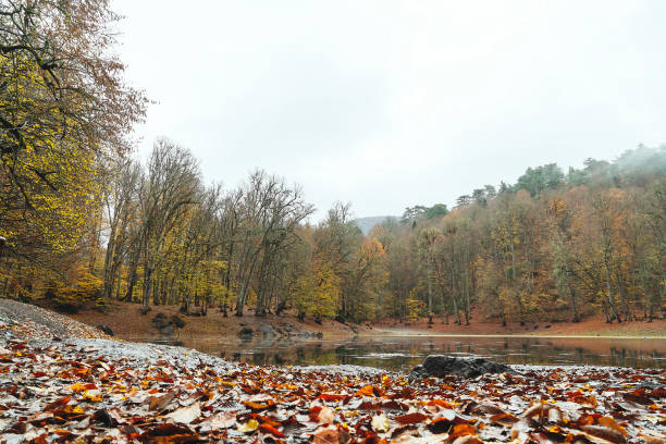 istock Autumn season in forest 1781976099