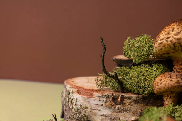 istock Natural creative concept with autumn mushrooms and moss. creative copy space. Bark, moss, mushrooms. 1781990710