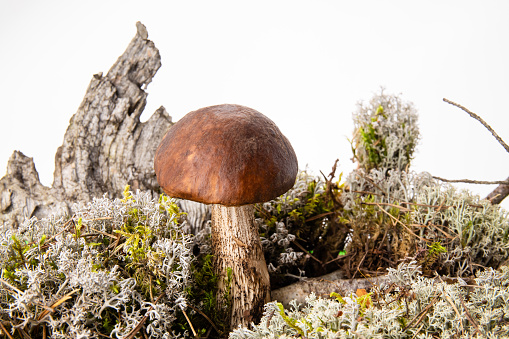 Boletus mushroom in moss and tree on white background with copy space.