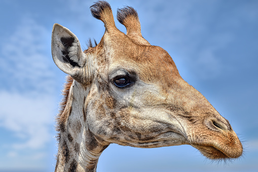 African Giraffe Closeup of his head