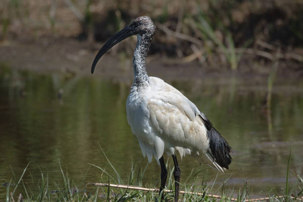 istock The African Sacred Ibis bird 1782000141