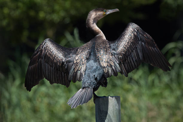 istock The white-breasted Cormorant 1782000731