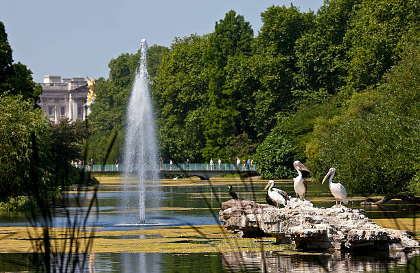 pelicanos em st. james's park - palace buckingham palace london england england - fotografias e filmes do acervo