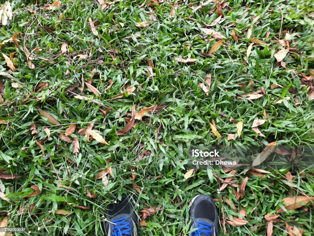 Pair of shoes. Shoes on the grass field surrounded by scattered dry leaves. Object close up outdoor nature sport exercise healthy lifestyle. Background template copy space. Activity Stock Photo