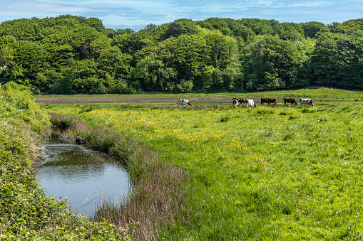 Middelfart Little Belt walking path cattle, Denmark