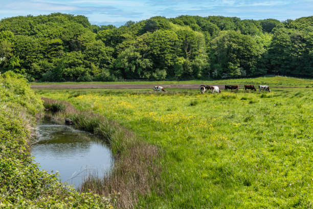 Middelfart Little Belt walking path cattle, Denmark - fotografia de stock