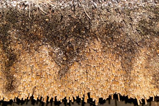 The old roof is covered with a thick layer of reed thatch