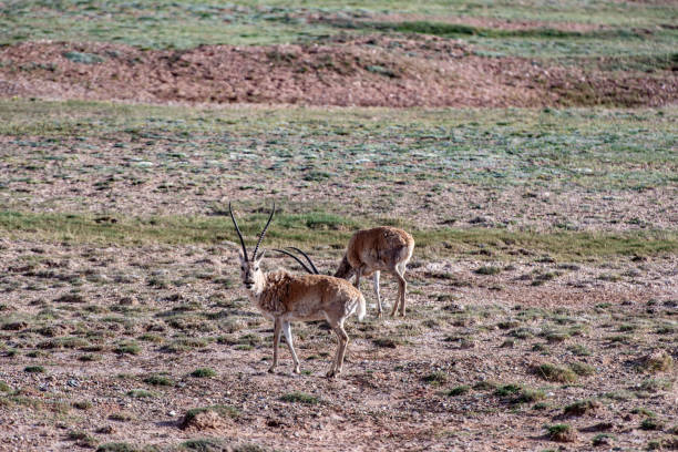 istock Two tibetan antelopes foraging on the highland meadow 1782031521