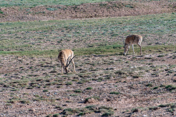 istock Two tibetan antelopes foraging on the highland meadow 1782032042