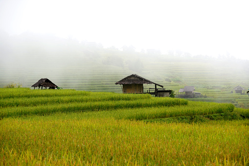 Rice fields on the mountain Karen rice fields in Thailand