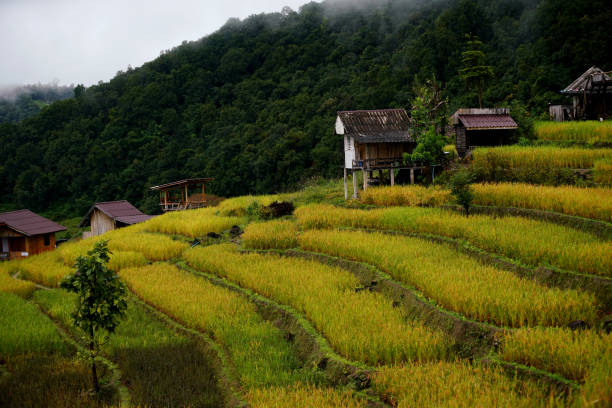 istock Rice fields on the mountain Karen rice fields in Thailand 1782036173