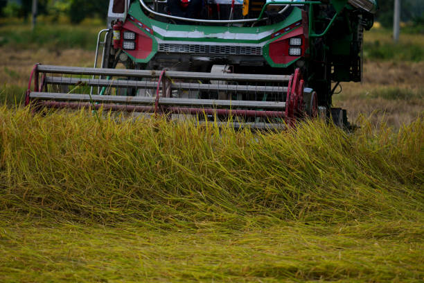 istock rice harvester In the golden rice fields ready to be harvested 1782036690