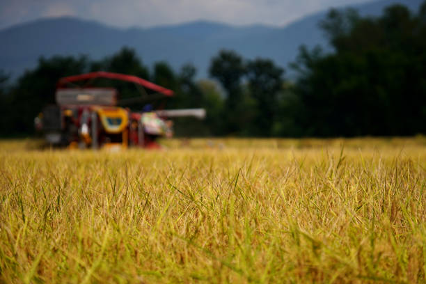 rice harvester In the golden rice fields ready to be harvested (Choose the focal point on the rice plant and the combine harvester in the background is blurred)