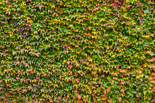 Parthenocissus tricuspidata (Japanese creeper plant) in autumn. Boston ivy leaves are evenly spaced on the wall, a natural foliage background