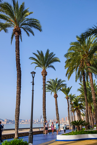 People strolling among the palm trees at the Parc Municipal El Palmeral Elche on the promenade of Benidorm, a tourist destination on the Costa Blanca