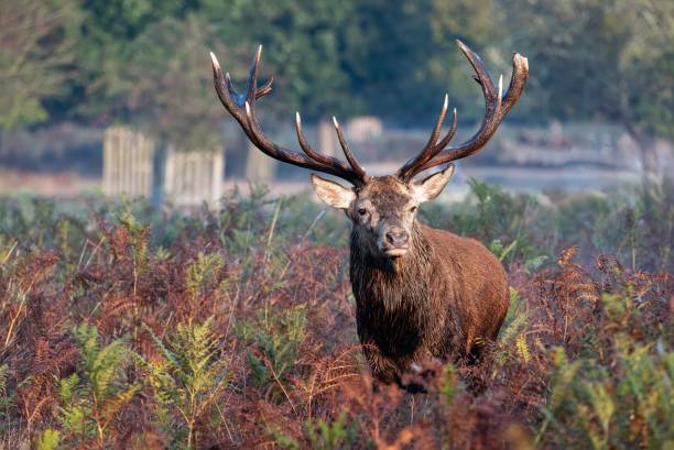 istock Majestic deer standing in a natural outdoor environment 1782071605