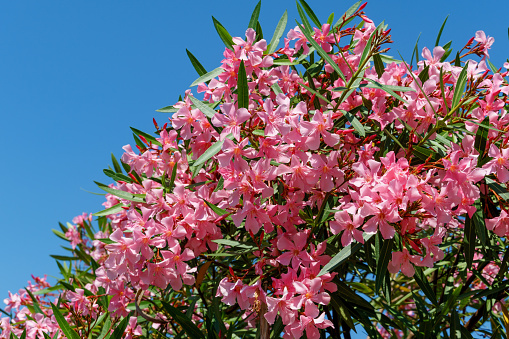 Beautiful Pink Oleander flower (Nerium oleander). Blossom of Nerium oleander flowers tree. Pink flowers on shrub in city center of resort town Sochi. Toxic in all its part.