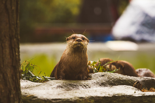 Otter undet water - close-up shot