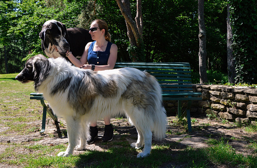 Beautiful blonde woman with two large dogs in a park. These are dogs of the great dane breed and Pyrenean Mountain Dog  breed