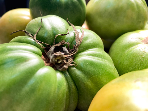 Close-up of fresh green tomatoes