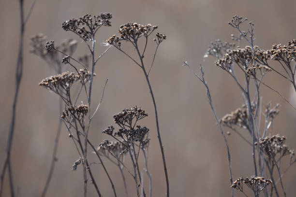 istock Dry flowers over blurred brown background, macro photo 1782079645