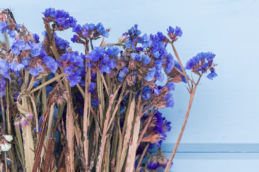 Dry flowers are in front of blue wall, close up photo with selective soft focus. Limonium sinuatum commonly known as wavyleaf sea lavender, statice, sea lavender, notch leaf marsh rosemary or sea pink