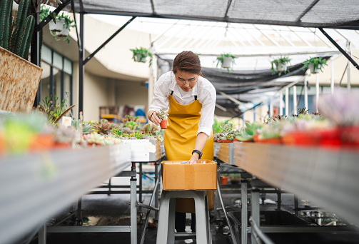 An Asian Chinese female florist arranging a cactus pot in the Greenhouse Oasis, getting ready for delivery, Sustainability in small business concept