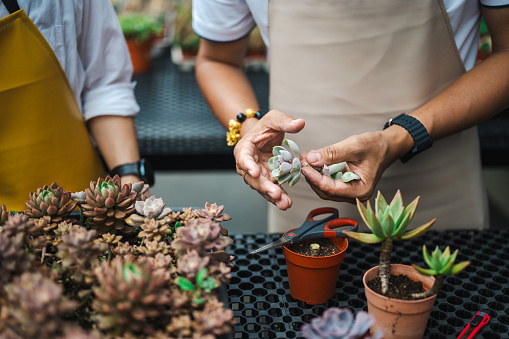 Close up of two business entrepreneur partner taking care of their succulent plants at the greenhouse - Sustainable lifestyles