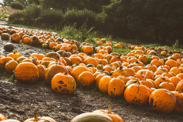 istock Cluster of Pumpkins 1782083246