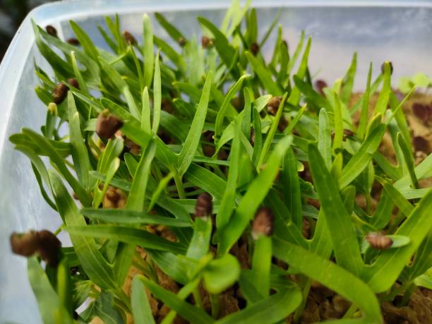 istock kale seeds in rockwool media 1782083800