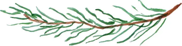 Vector illustration of Watercolor pine branch. Winter illustration. Vector.