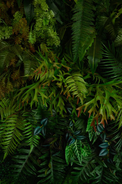 istock tropical leaves, abstract green leaves texture, nature background 1782085564