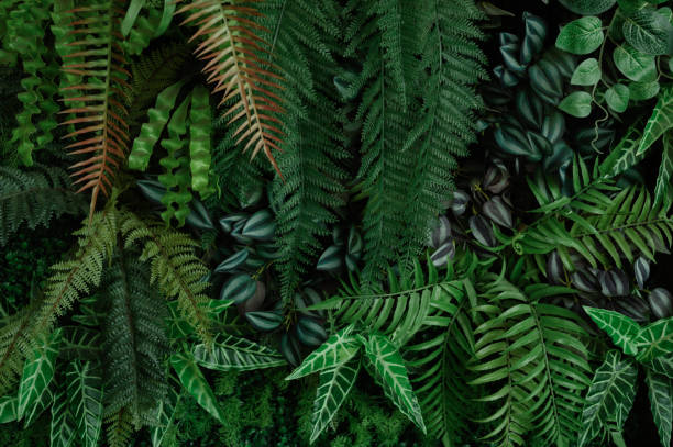 istock tropical leaves, abstract green leaves texture, nature background 1782085594