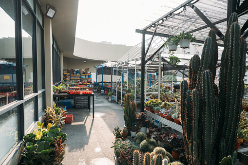 Cactus plants are growing in pots hanging with the roof of greenhouse nursery.