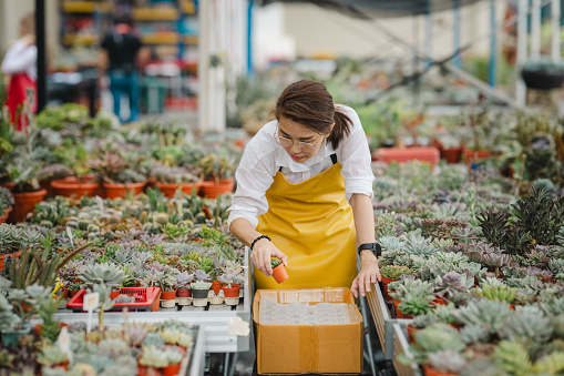 An Asian Chinese female florist arranging a cactus pot in the Greenhouse Oasis, getting ready for delivery, Sustainability in small business concept