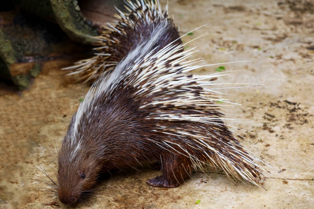 istock Close up the malayan porcupine animal 1782095073