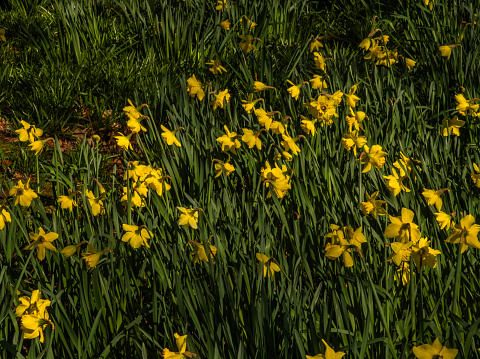 footpath daffodils spring wild flowers walking hiking