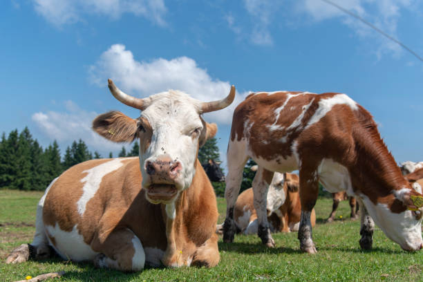 istock Rogla, Pohorje mountain range, Slovenia, Europe - cows on pasture 1782097267