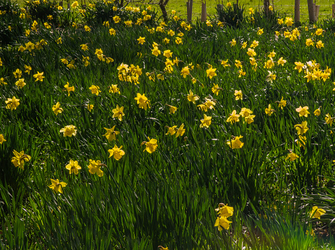 footpath daffodils spring wild flowers walking hiking