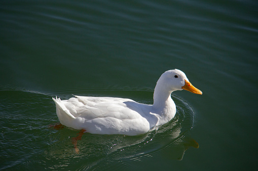 A white duck swims in a lake in the west of Tehran