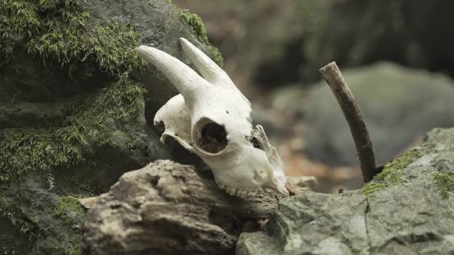 Lamb skull on the rocks